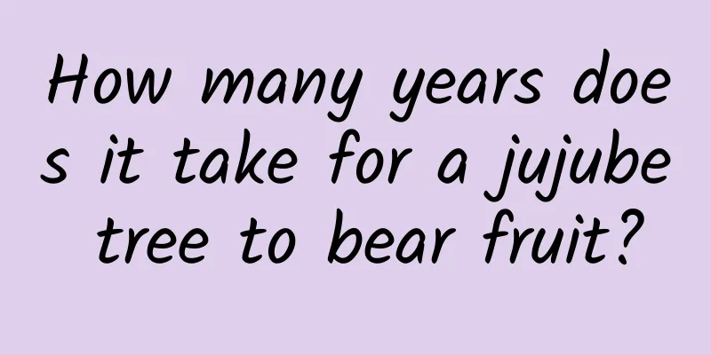 How many years does it take for a jujube tree to bear fruit?