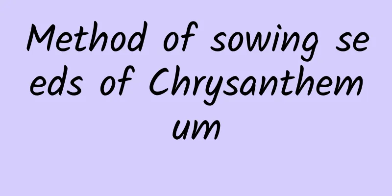 Method of sowing seeds of Chrysanthemum