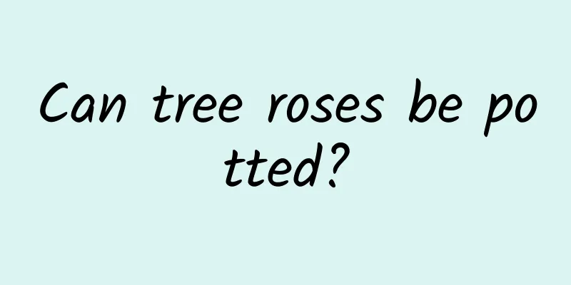 Can tree roses be potted?