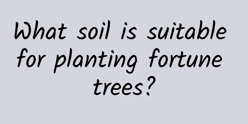 What soil is suitable for planting fortune trees?