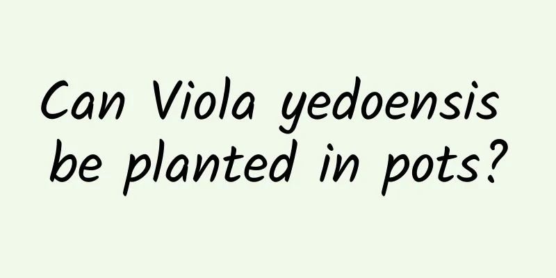 Can Viola yedoensis be planted in pots?