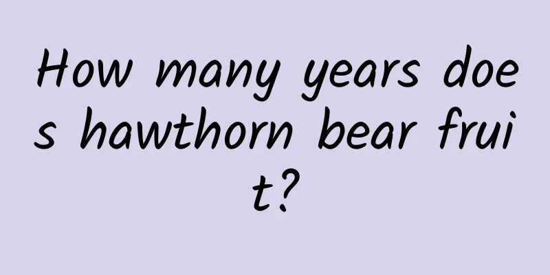 How many years does hawthorn bear fruit?