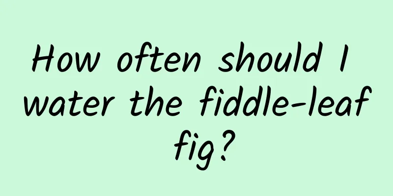 How often should I water the fiddle-leaf fig?