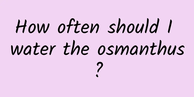 How often should I water the osmanthus?