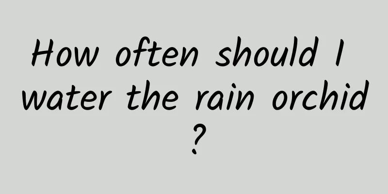 How often should I water the rain orchid?
