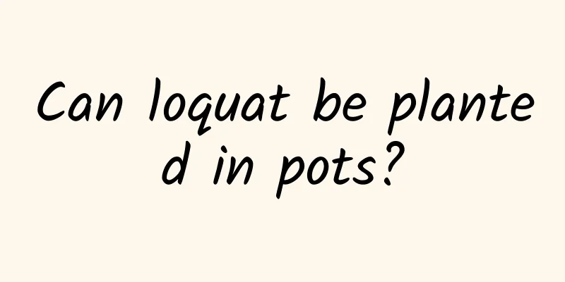 Can loquat be planted in pots?