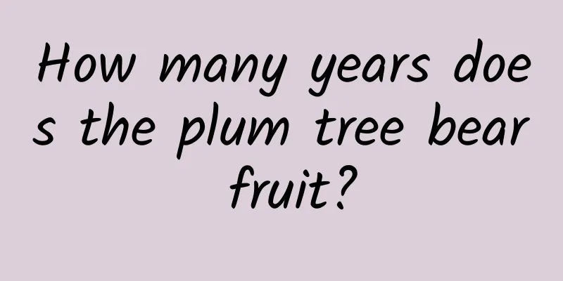 How many years does the plum tree bear fruit?