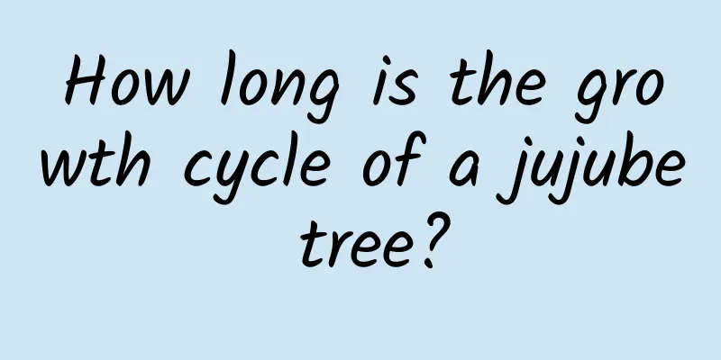 How long is the growth cycle of a jujube tree?