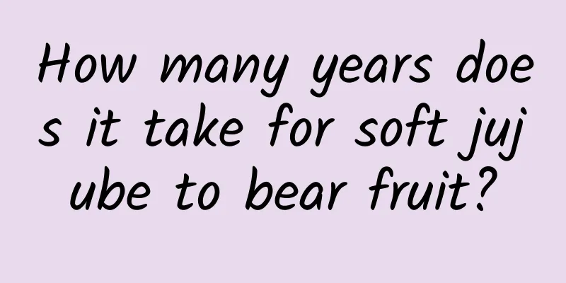 How many years does it take for soft jujube to bear fruit?