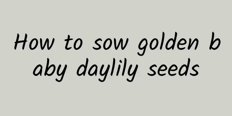How to sow golden baby daylily seeds