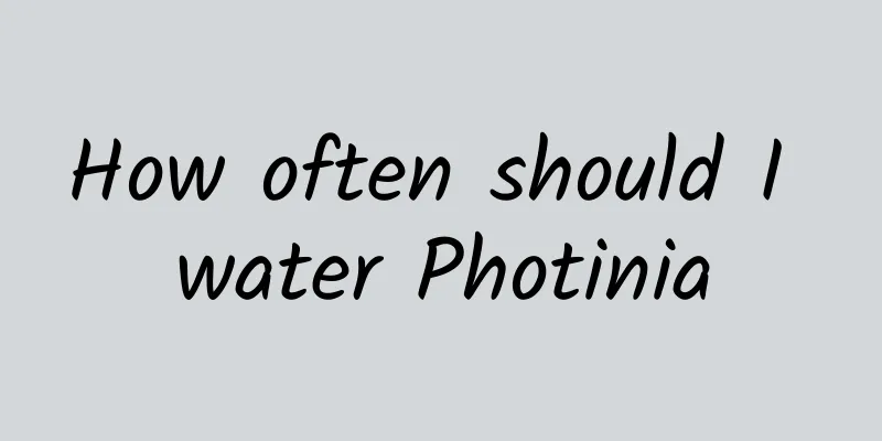 How often should I water Photinia
