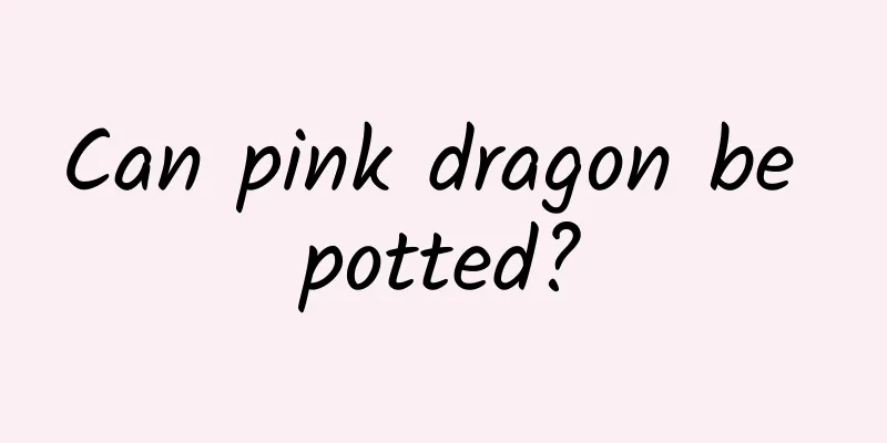 Can pink dragon be potted?