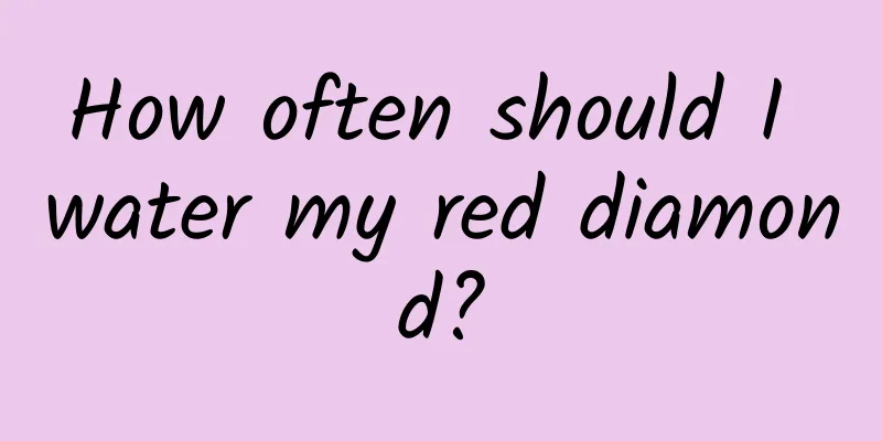 How often should I water my red diamond?
