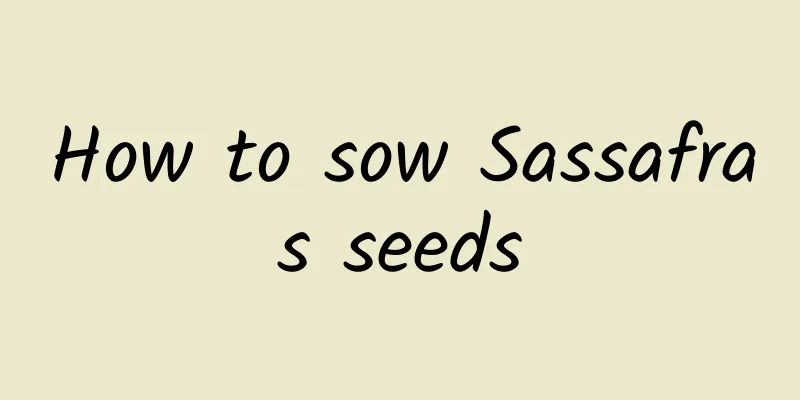 How to sow Sassafras seeds