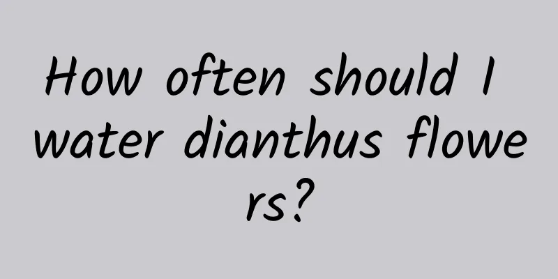How often should I water dianthus flowers?