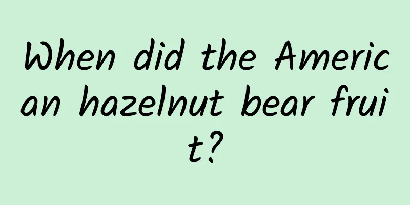 When did the American hazelnut bear fruit?
