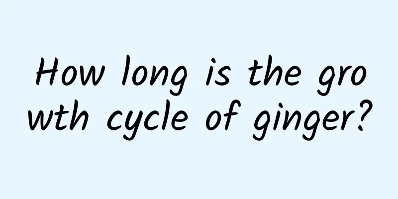 How long is the growth cycle of ginger?