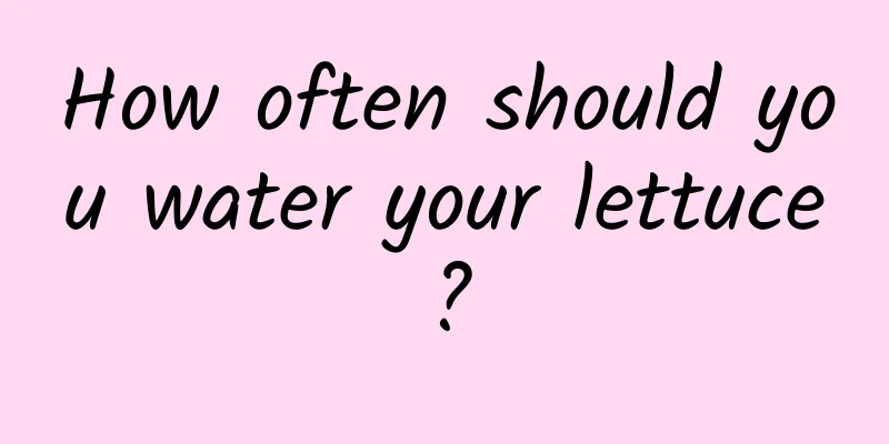 How often should you water your lettuce?