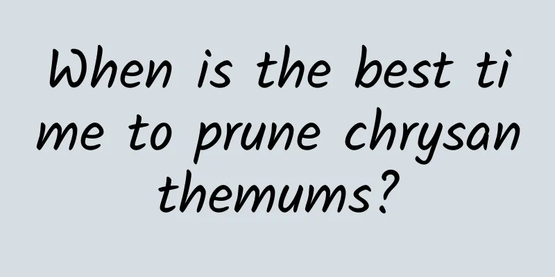 When is the best time to prune chrysanthemums?