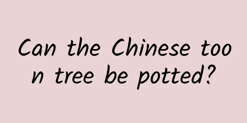Can the Chinese toon tree be potted?