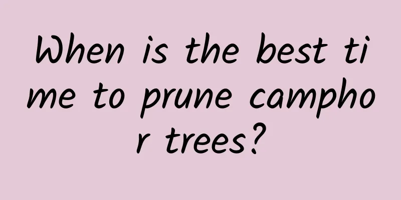 When is the best time to prune camphor trees?