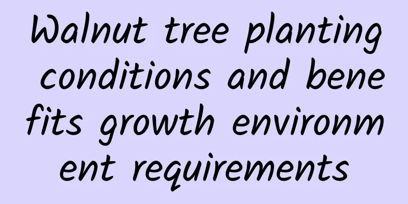 Walnut tree planting conditions and benefits growth environment requirements
