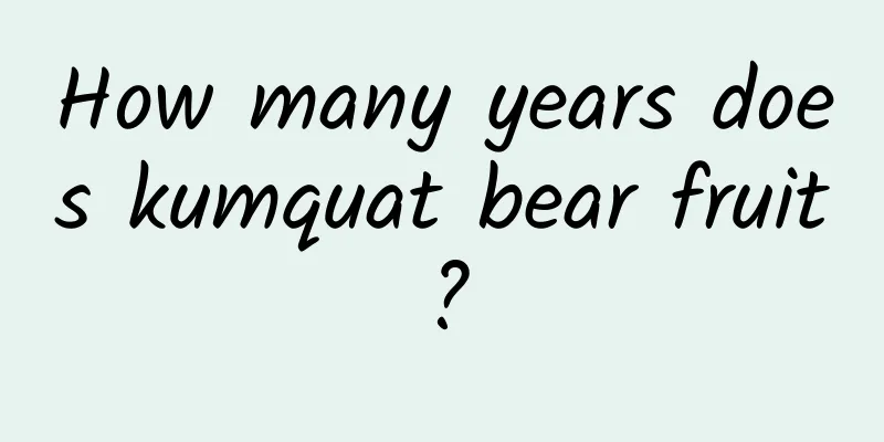 How many years does kumquat bear fruit?