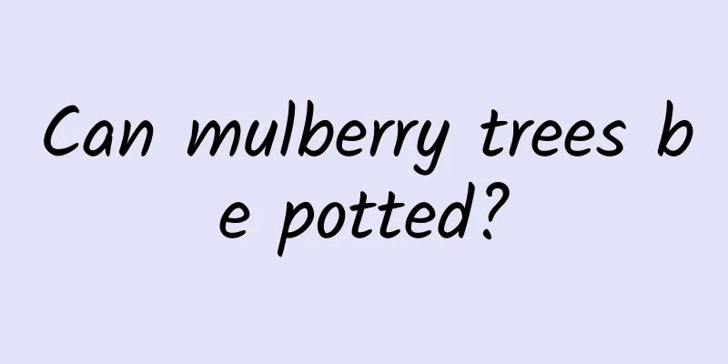 Can mulberry trees be potted?