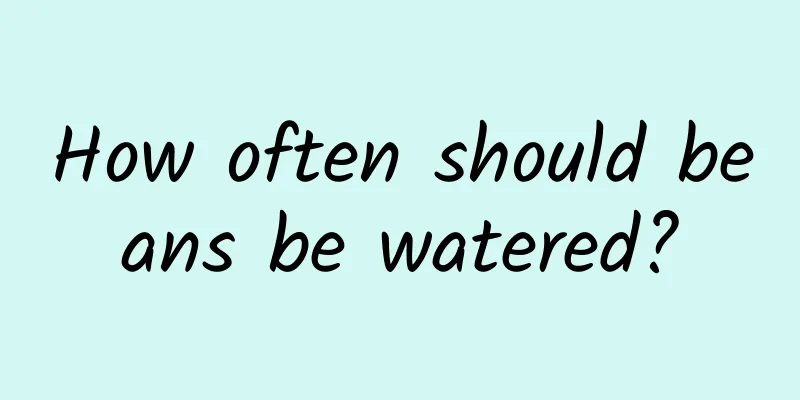 How often should beans be watered?