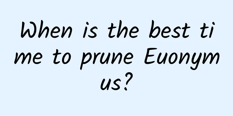 When is the best time to prune Euonymus?