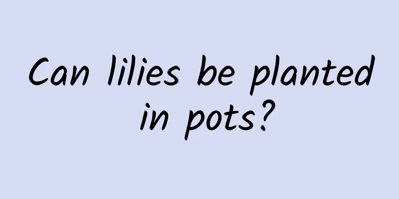 Can lilies be planted in pots?