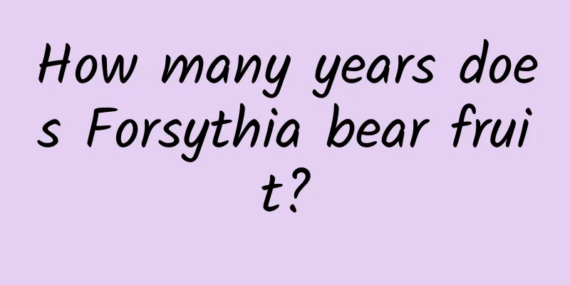 How many years does Forsythia bear fruit?
