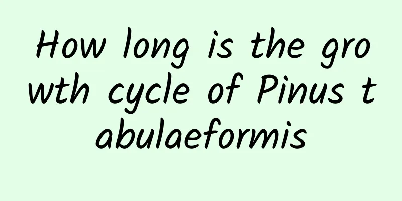 How long is the growth cycle of Pinus tabulaeformis