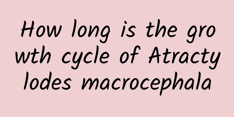 How long is the growth cycle of Atractylodes macrocephala