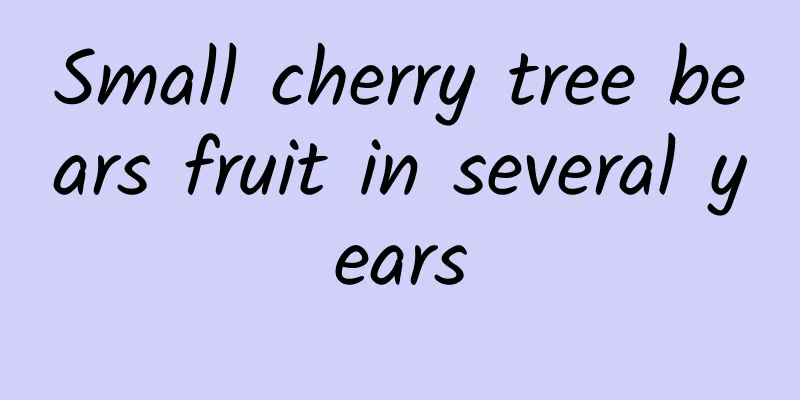 Small cherry tree bears fruit in several years