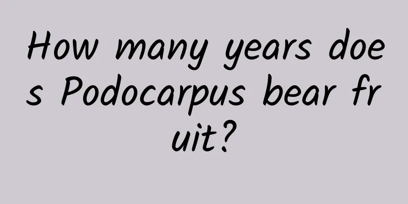 How many years does Podocarpus bear fruit?