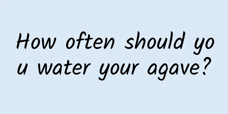 How often should you water your agave?