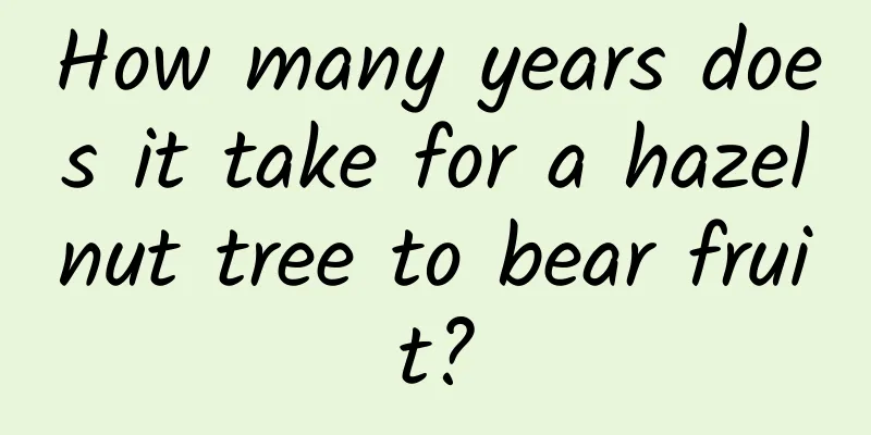 How many years does it take for a hazelnut tree to bear fruit?