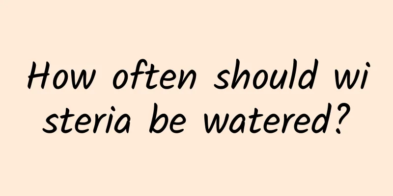 How often should wisteria be watered?