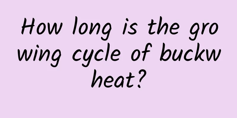 How long is the growing cycle of buckwheat?