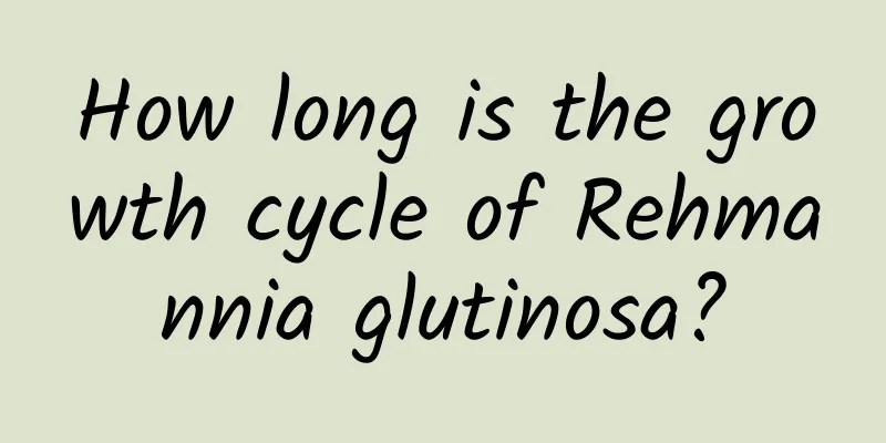 How long is the growth cycle of Rehmannia glutinosa?