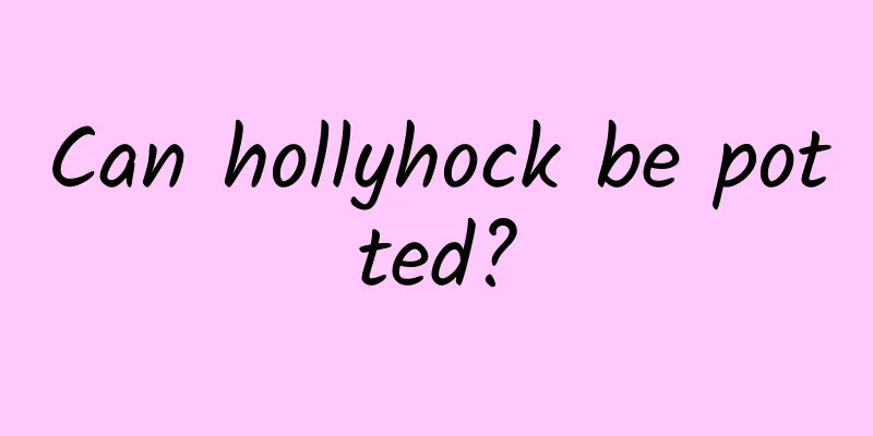 Can hollyhock be potted?