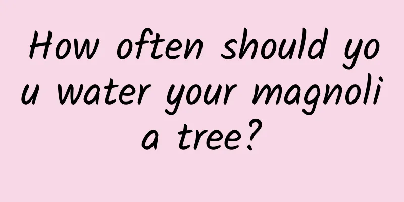 How often should you water your magnolia tree?