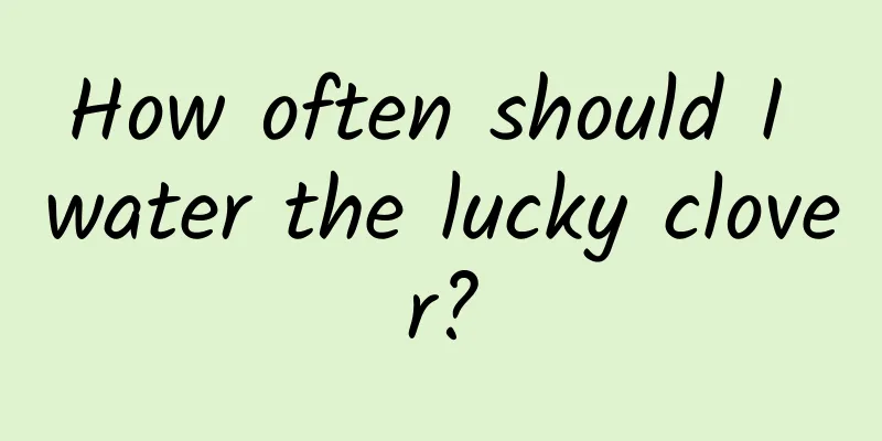 How often should I water the lucky clover?