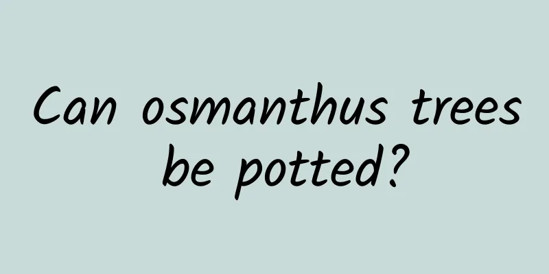 Can osmanthus trees be potted?