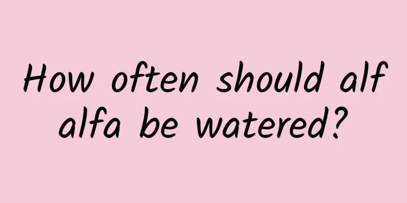 How often should alfalfa be watered?