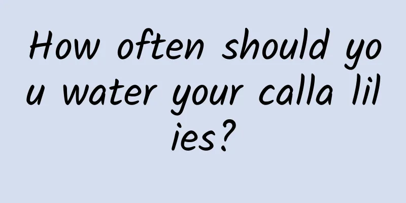 How often should you water your calla lilies?