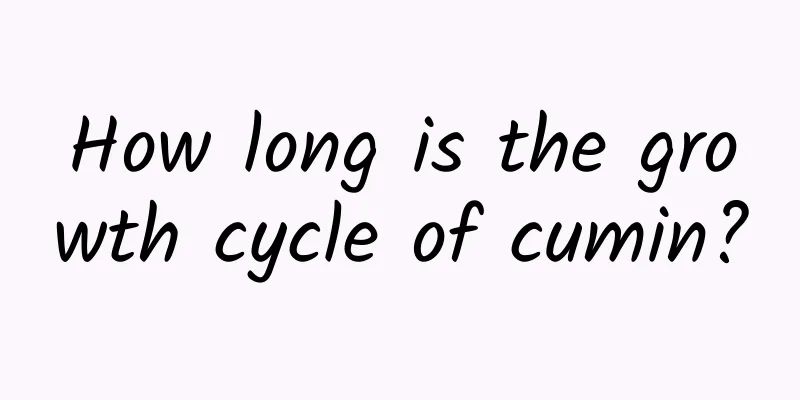 How long is the growth cycle of cumin?