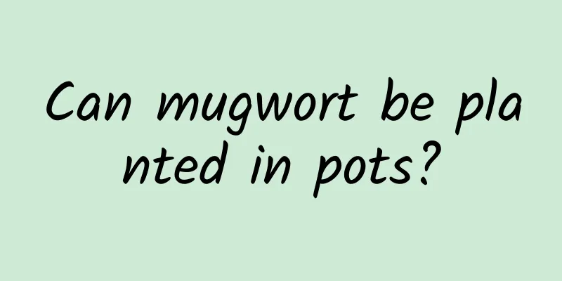 Can mugwort be planted in pots?