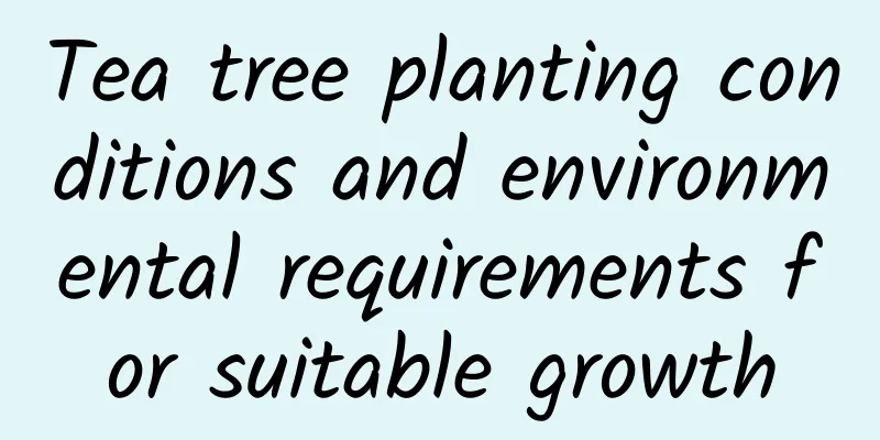 Tea tree planting conditions and environmental requirements for suitable growth